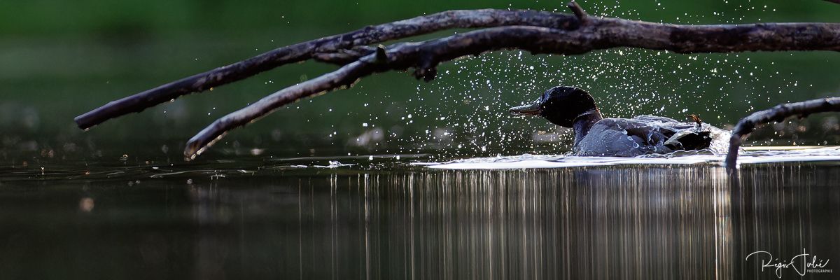 Dombes : Paradis des oiseaux