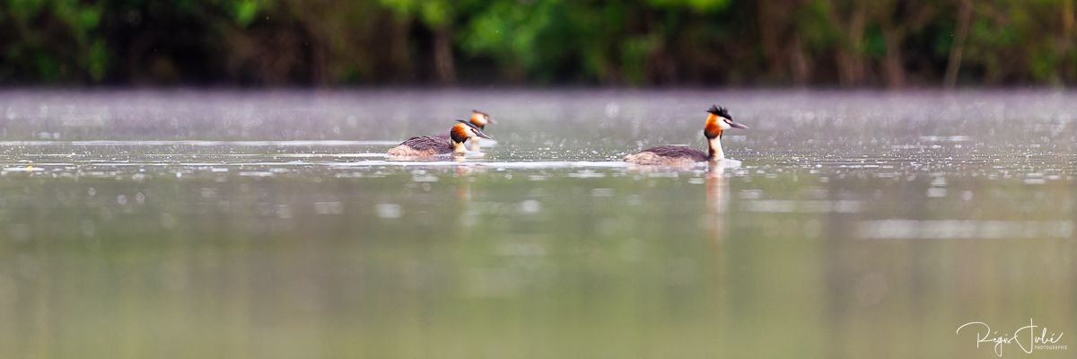 Dombes : Paradis des oiseaux