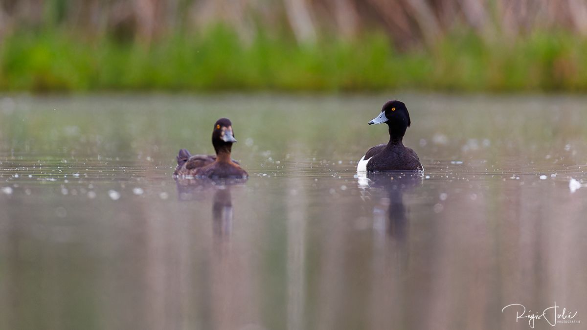 Dombes : Paradis des oiseaux