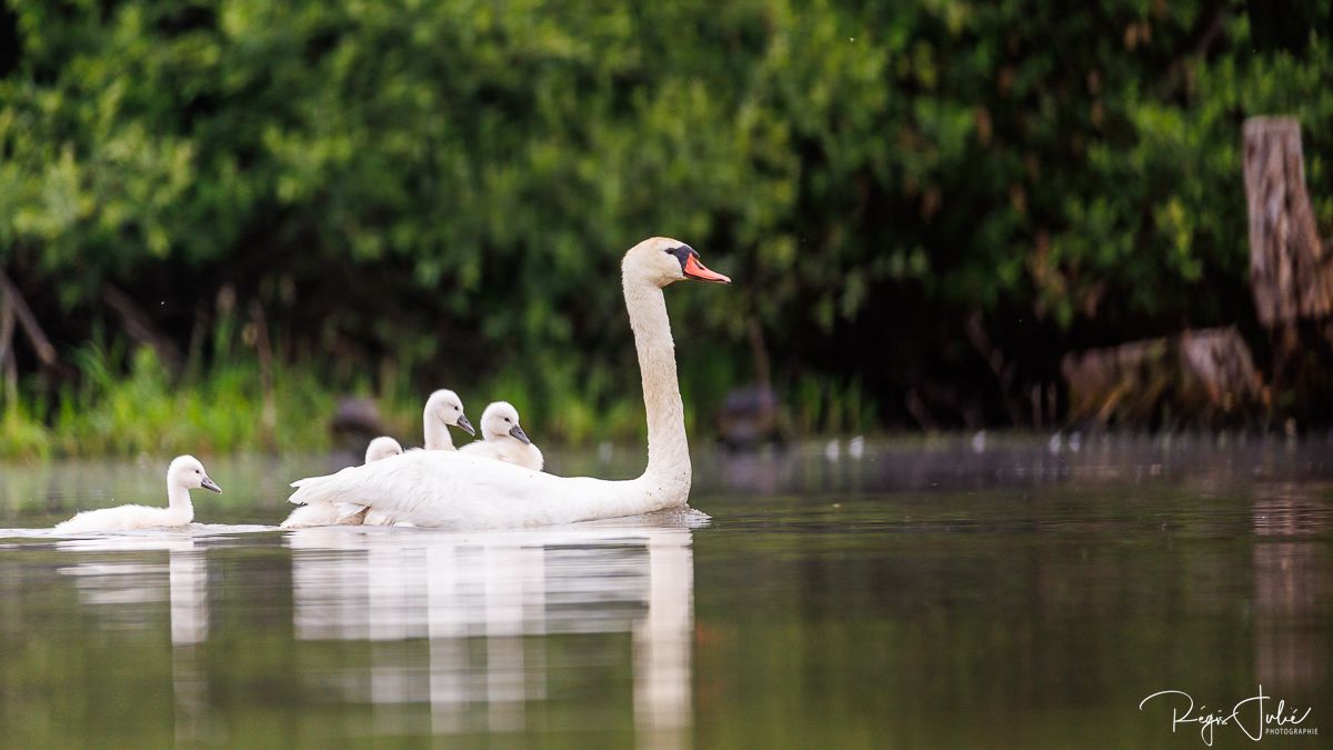 Dombes : Paradis des oiseaux