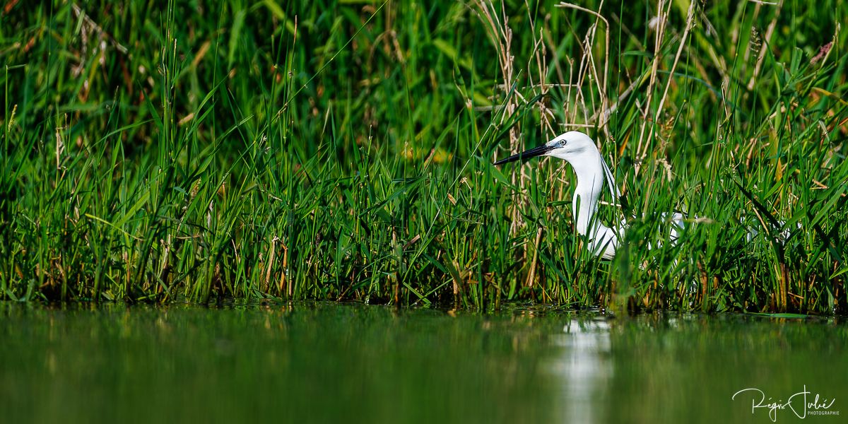 Dombes : Paradis des oiseaux