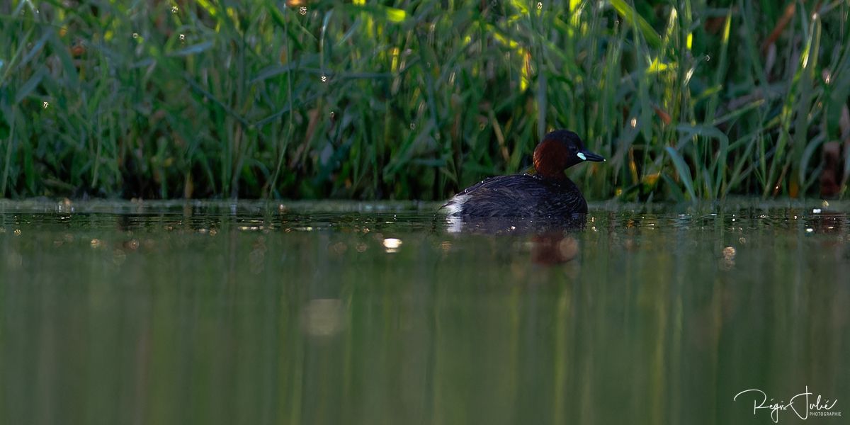 Dombes : Paradis des oiseaux