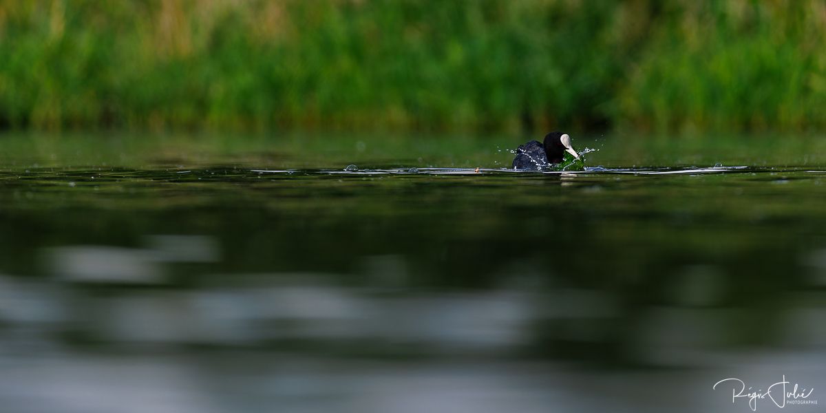 Dombes : Paradis des oiseaux