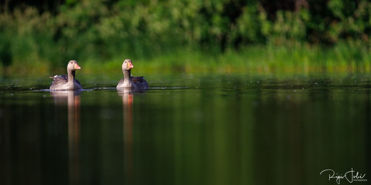 Dombes : Paradis des oiseaux