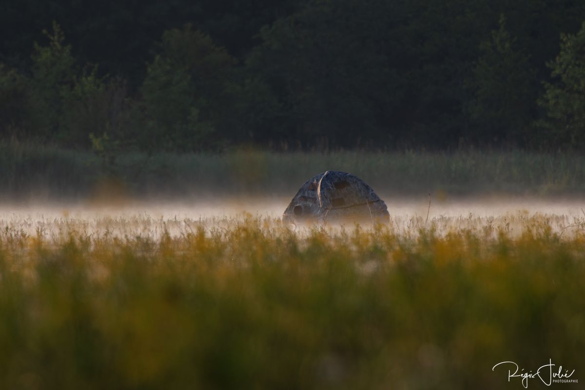 Dombes : Paradis des oiseaux