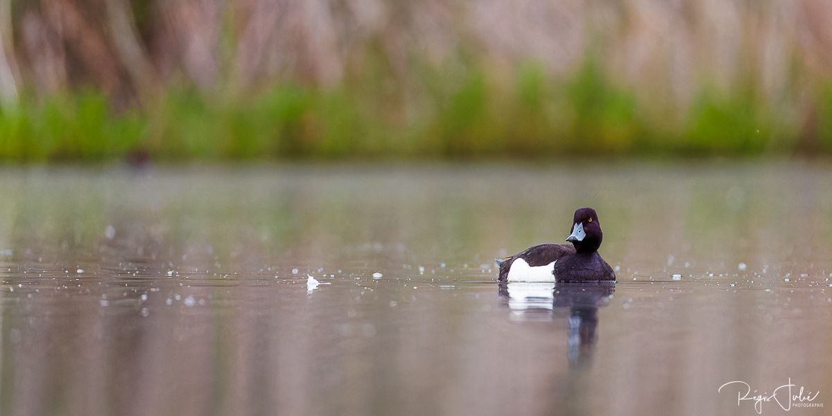 Dombes : Paradis des oiseaux