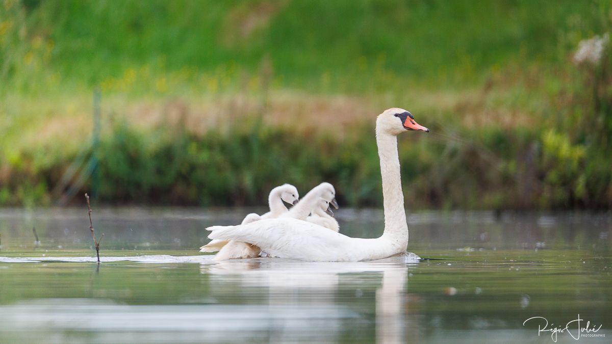 Dombes : Paradis des oiseaux