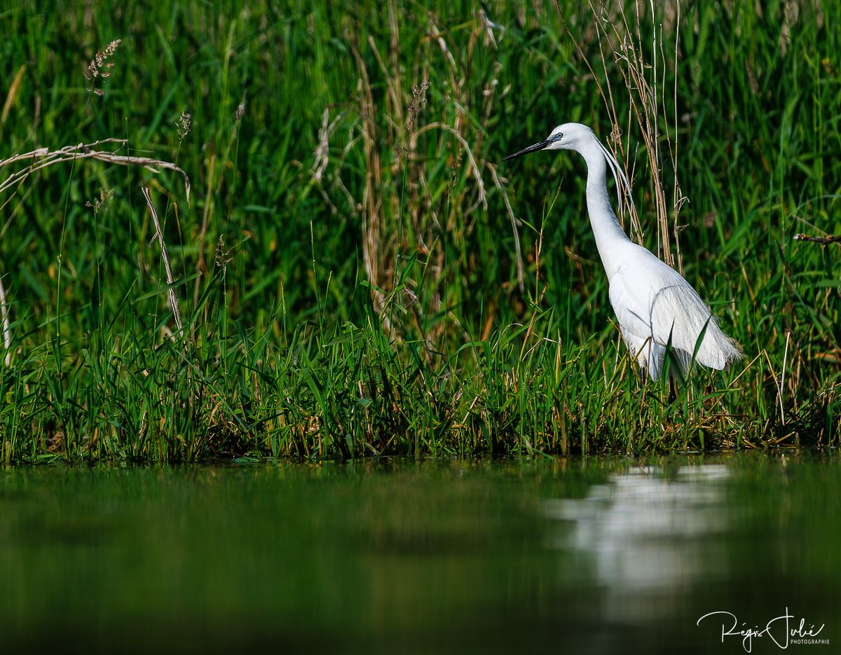 Dombes : Paradis des oiseaux