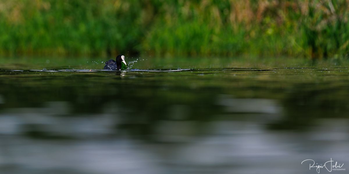 Dombes : Paradis des oiseaux