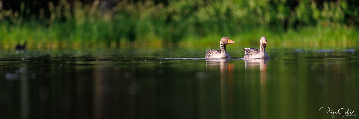 Dombes : Paradis des oiseaux