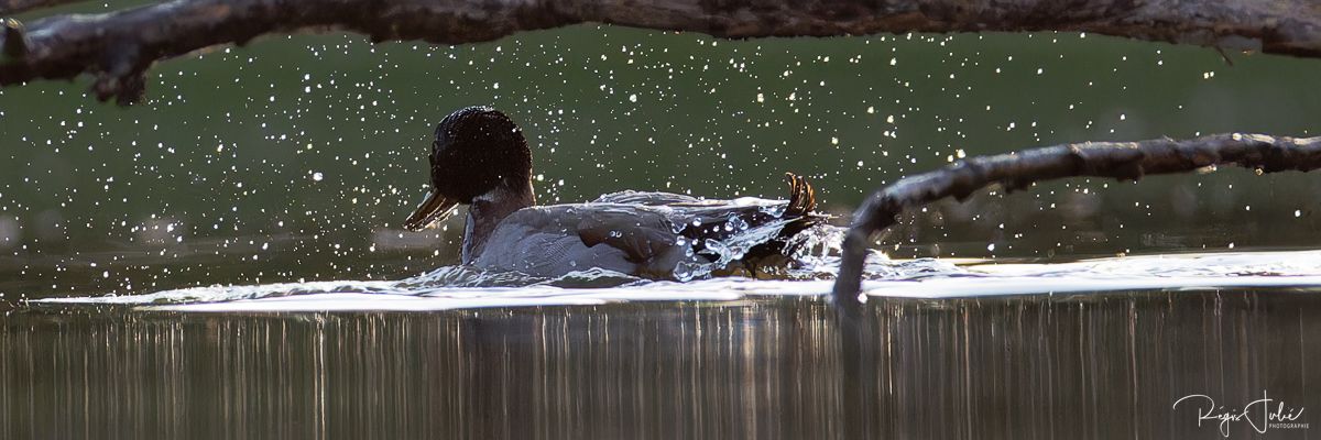 Dombes : Paradis des oiseaux