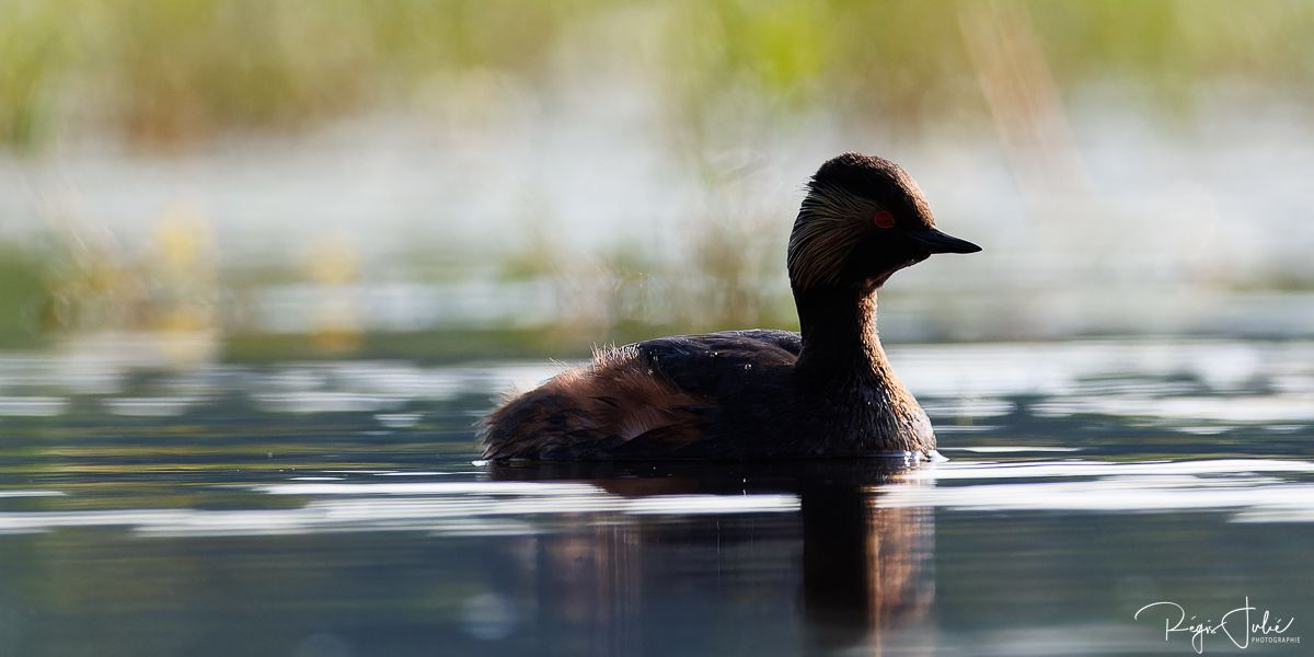 Dombes : Paradis des oiseaux