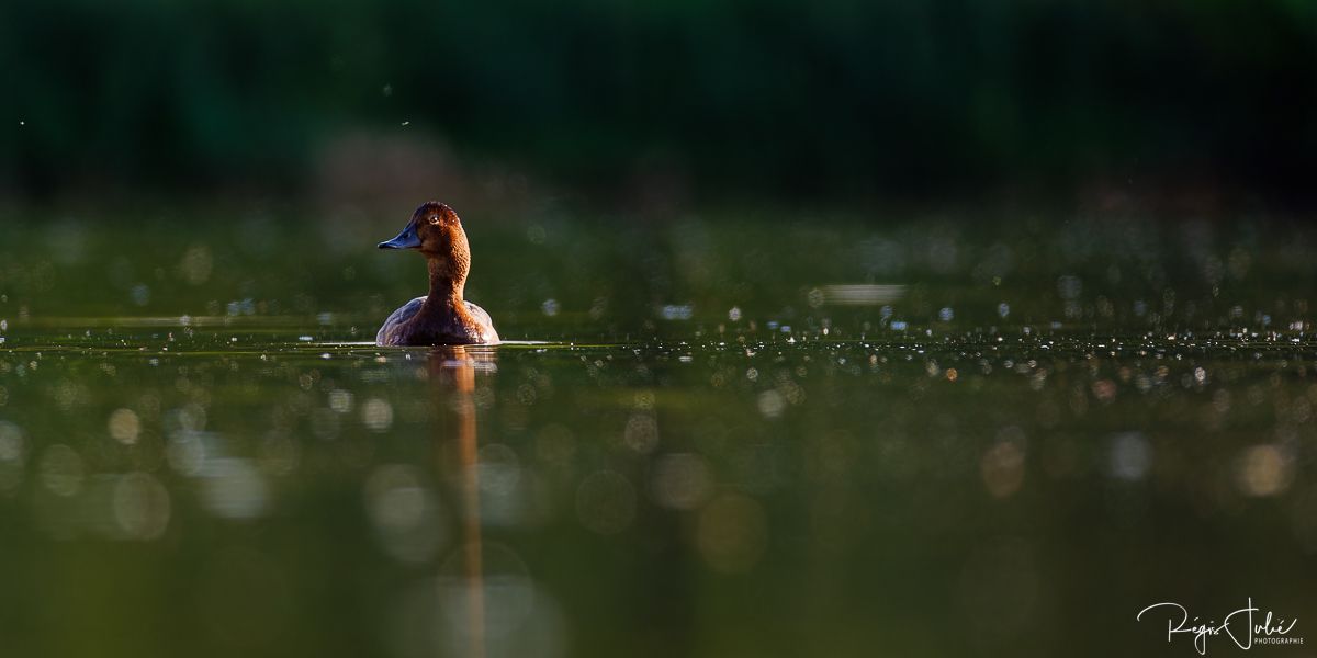 Dombes : Paradis des oiseaux