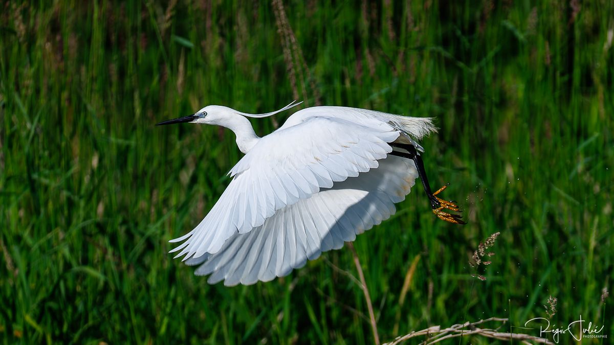 Dombes : Paradis des oiseaux