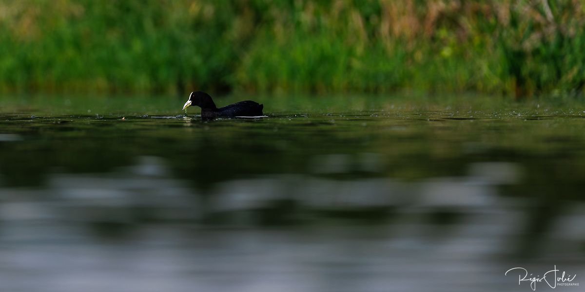 Dombes : Paradis des oiseaux