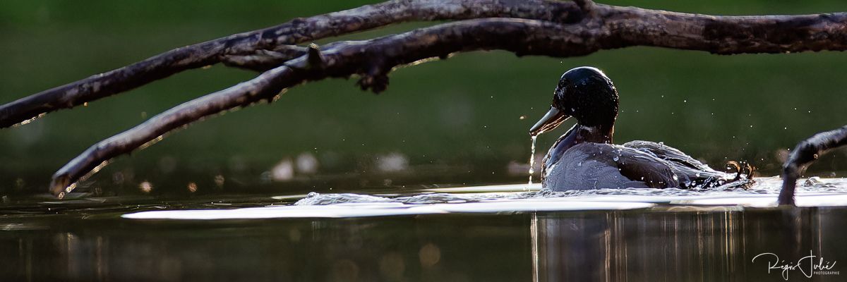 Dombes : Paradis des oiseaux