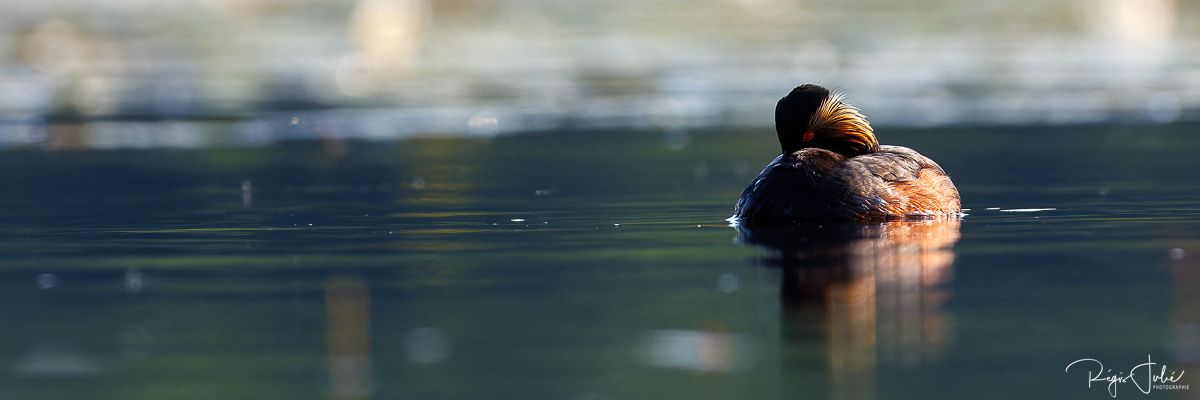 Dombes : Paradis des oiseaux