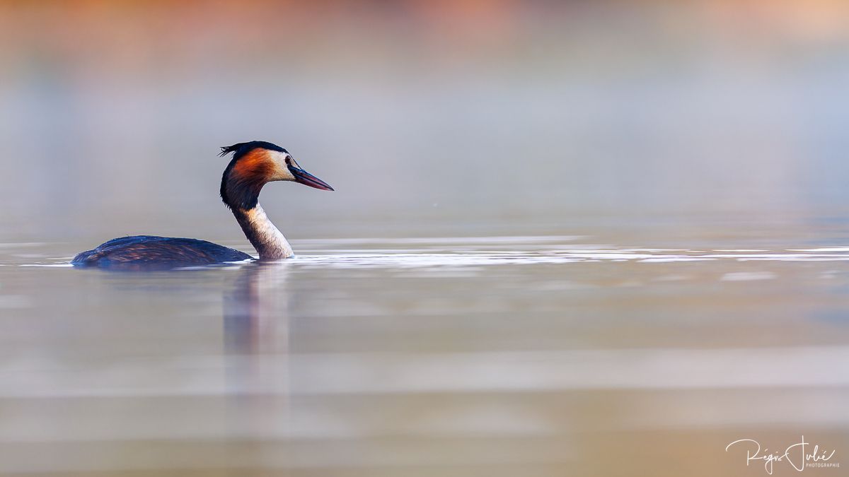 Dombes : Paradis des oiseaux