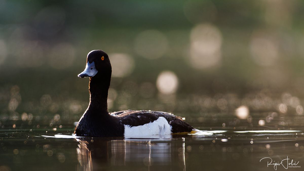 Dombes : Paradis des oiseaux