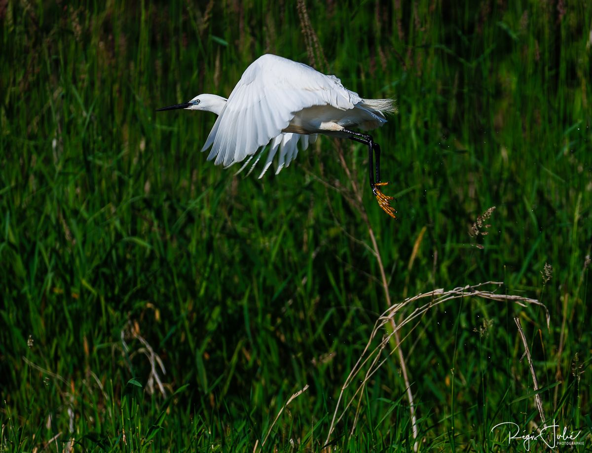 Dombes : Paradis des oiseaux