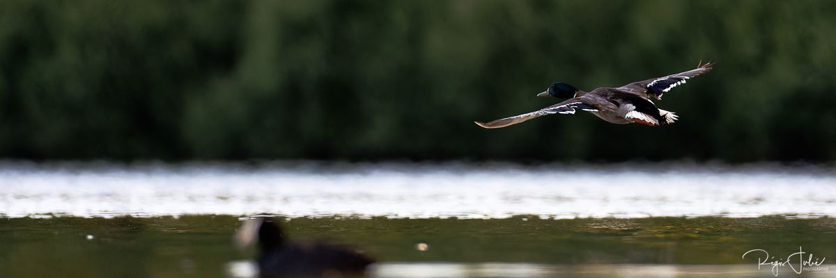 Dombes : Paradis des oiseaux