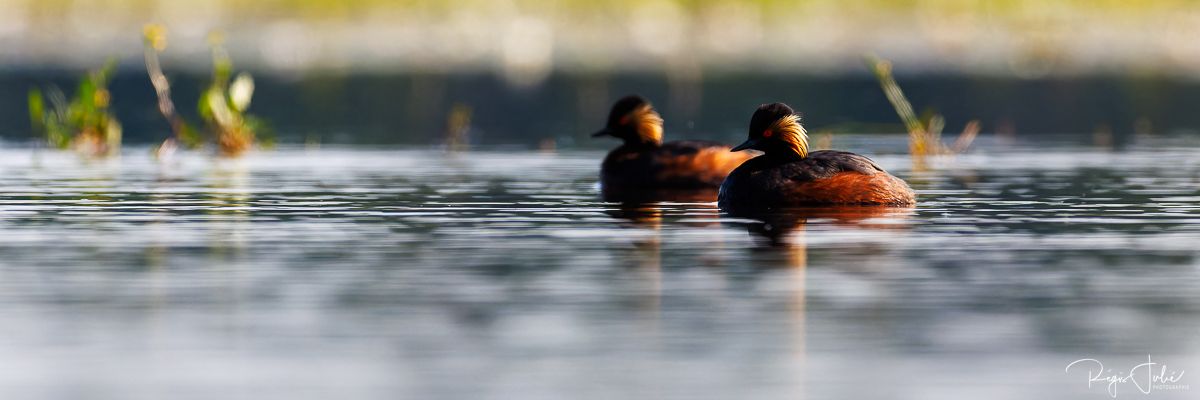 Dombes : Paradis des oiseaux