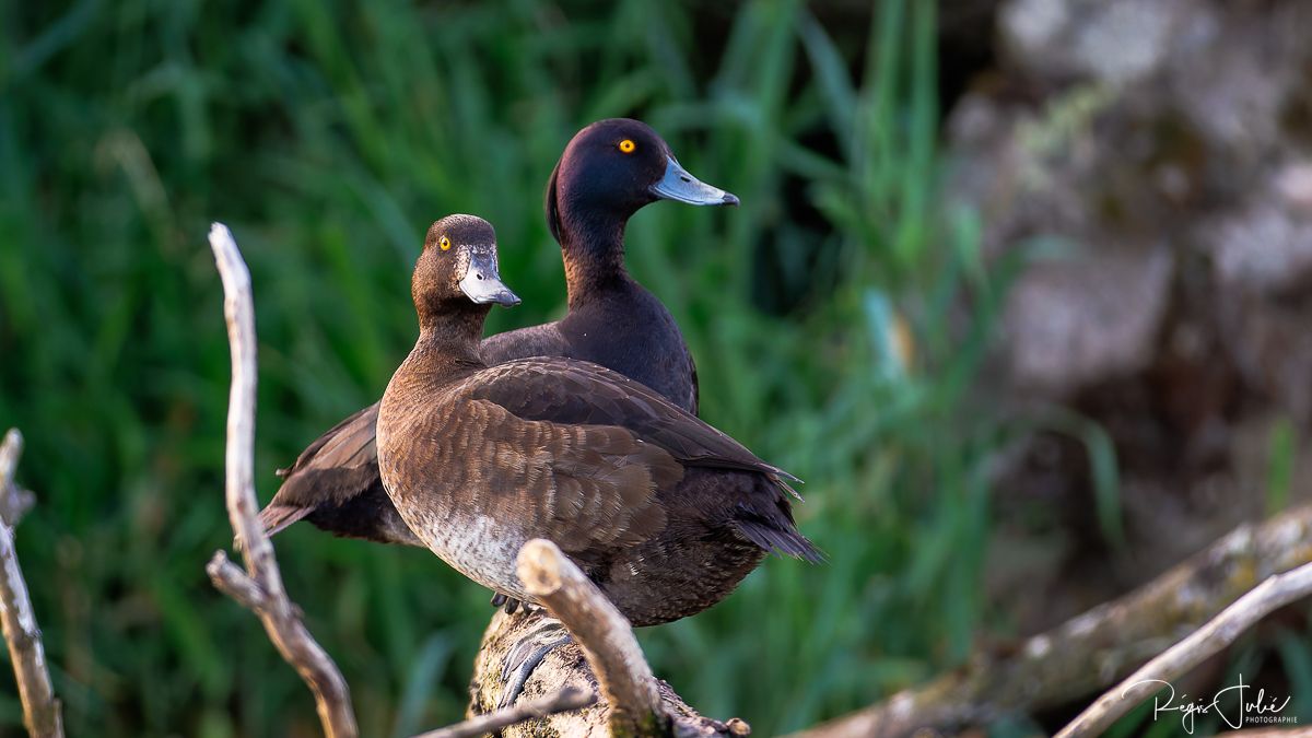 Dombes : Paradis des oiseaux