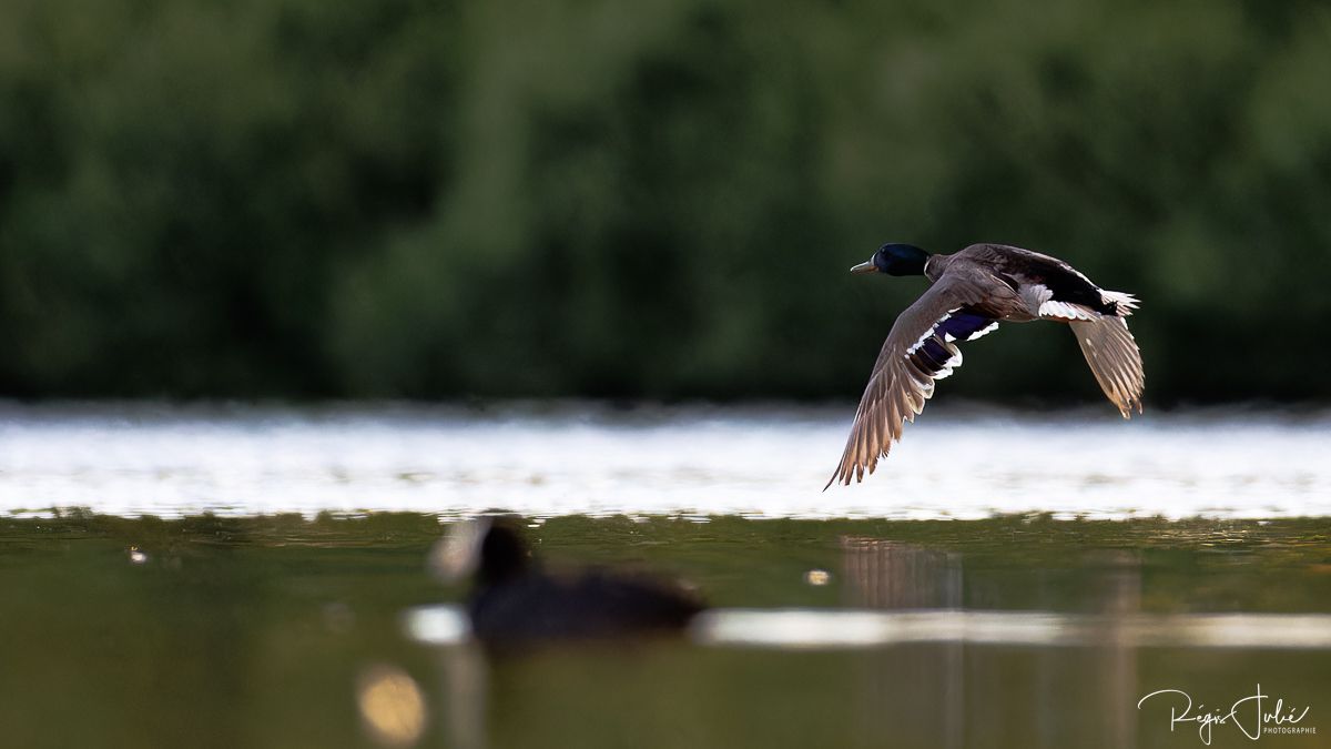 Dombes : Paradis des oiseaux