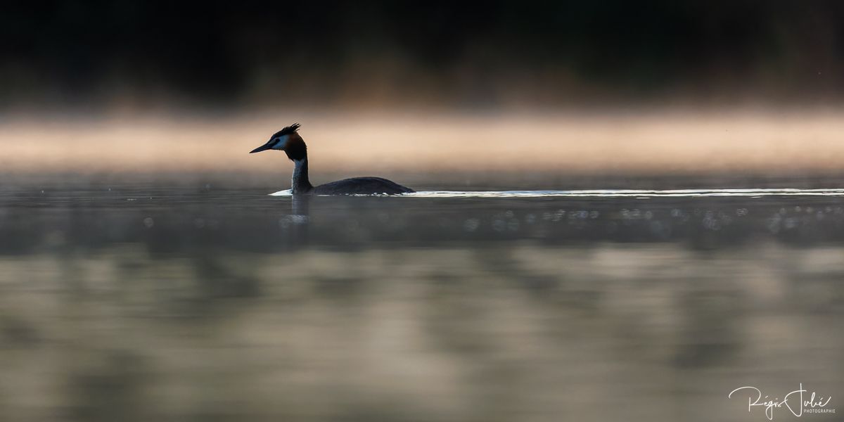 Dombes : Paradis des oiseaux