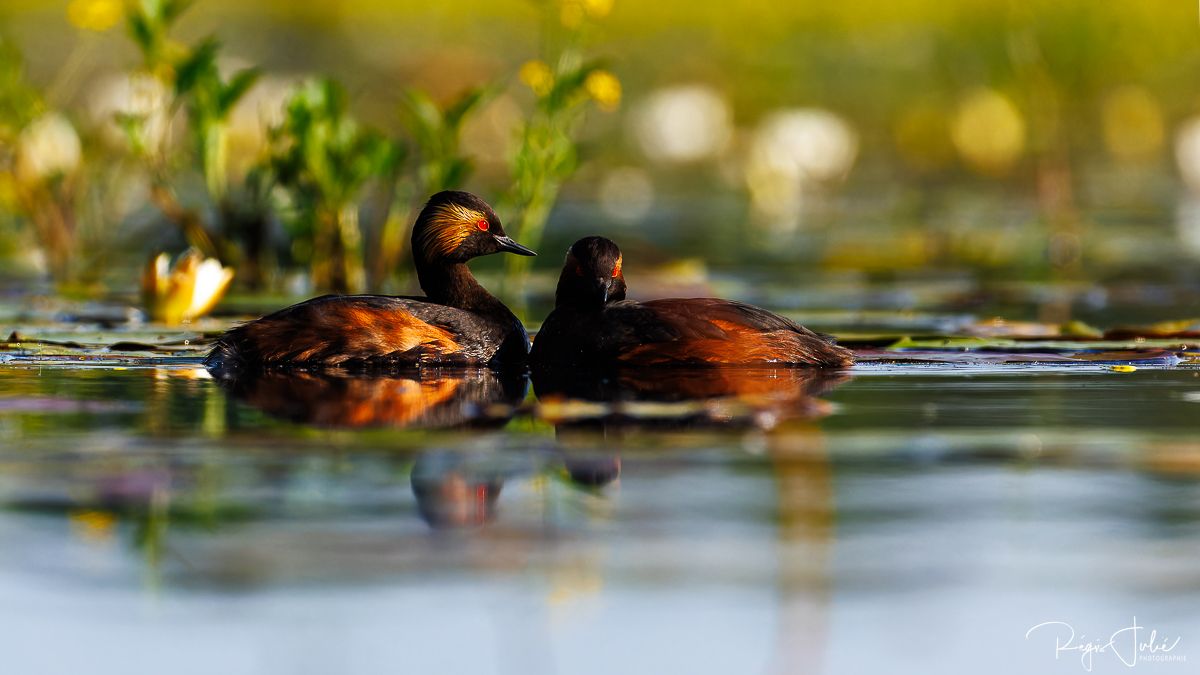 Dombes : Paradis des oiseaux