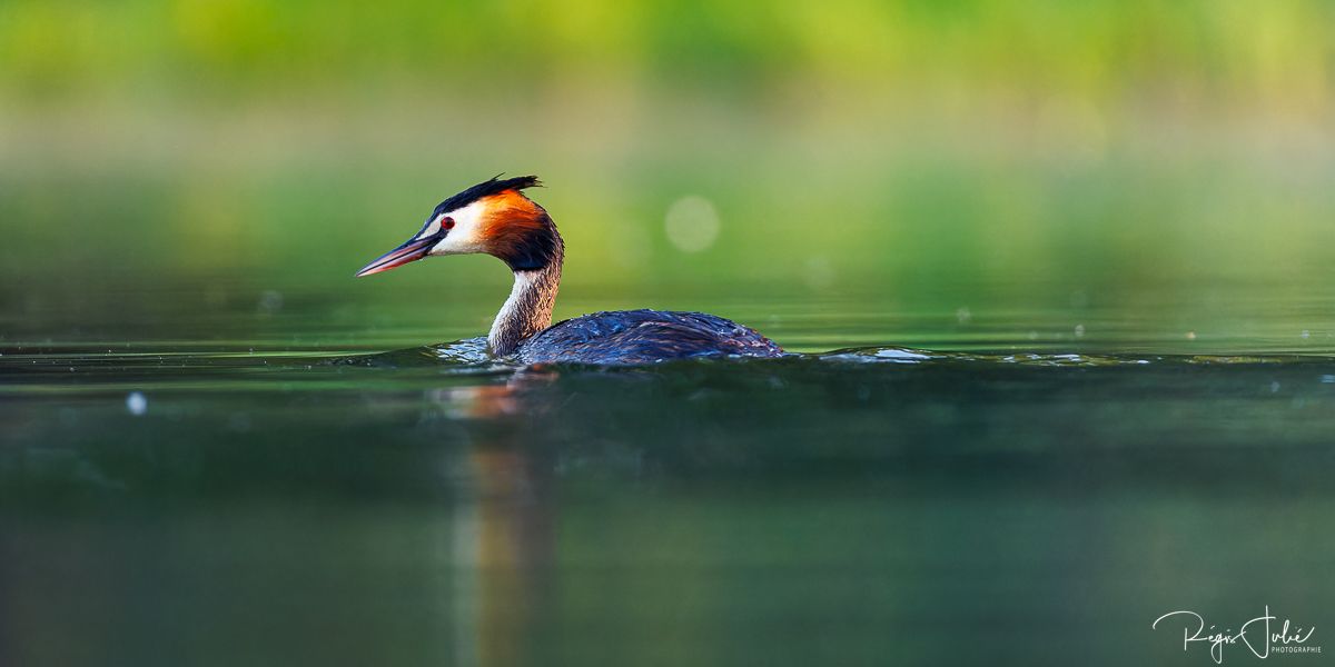 Dombes : Paradis des oiseaux