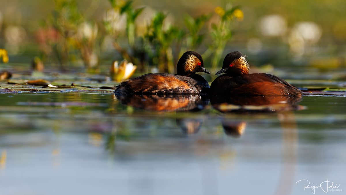 Dombes : Paradis des oiseaux