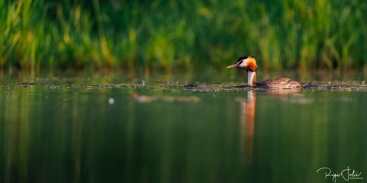 Dombes : Paradis des oiseaux