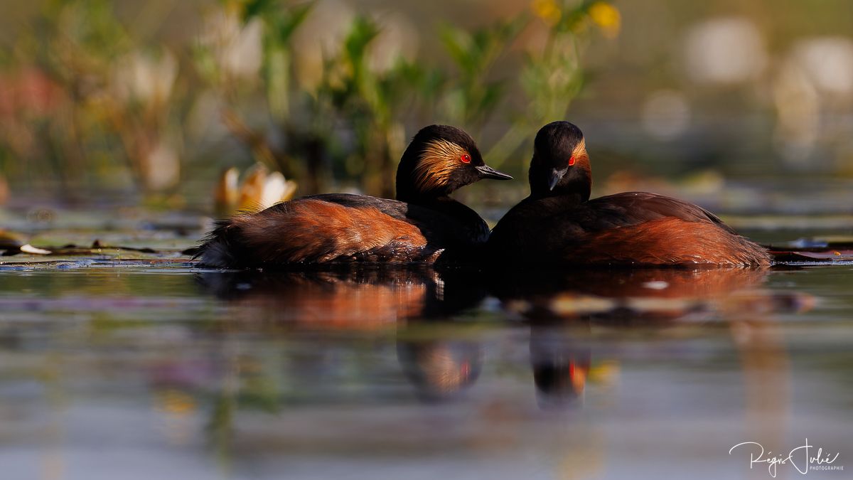 Dombes : Paradis des oiseaux