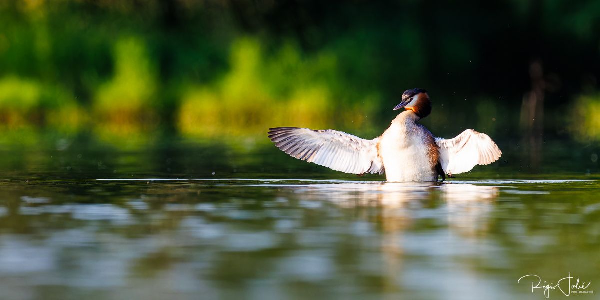 Dombes : Paradis des oiseaux