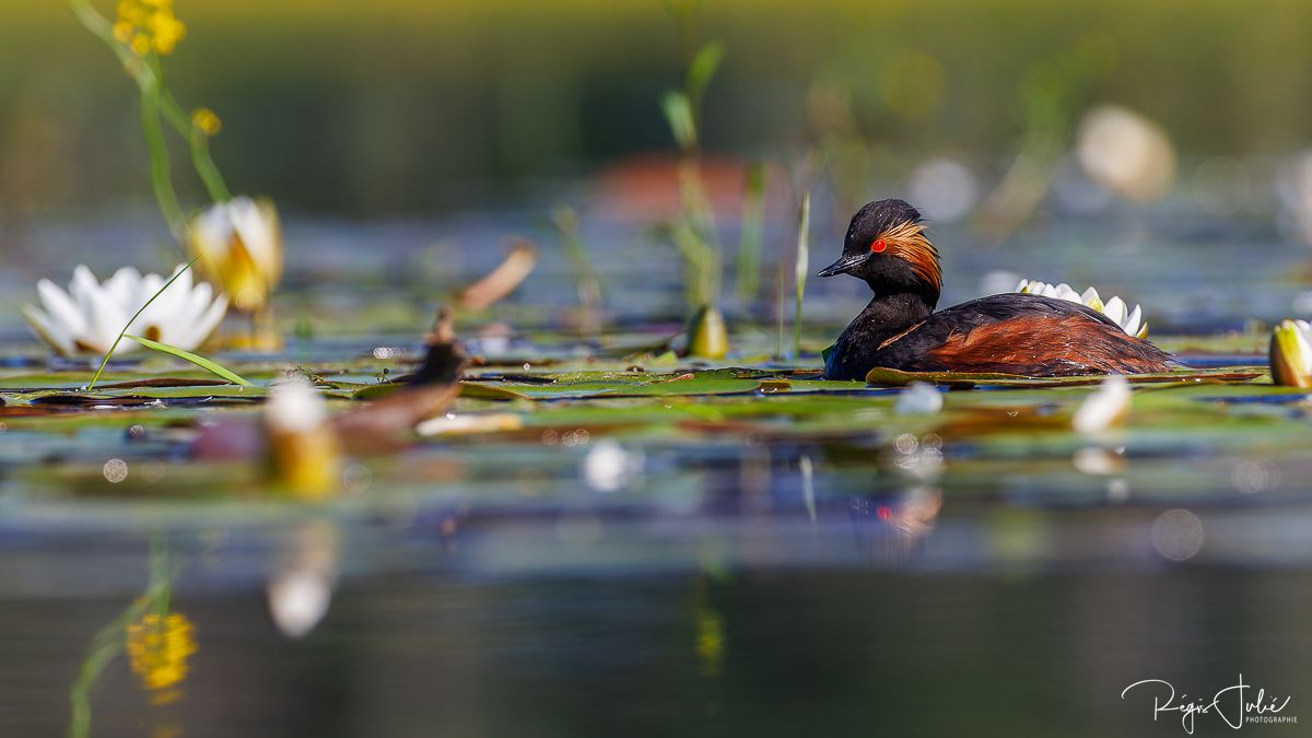 Dombes : Paradis des oiseaux