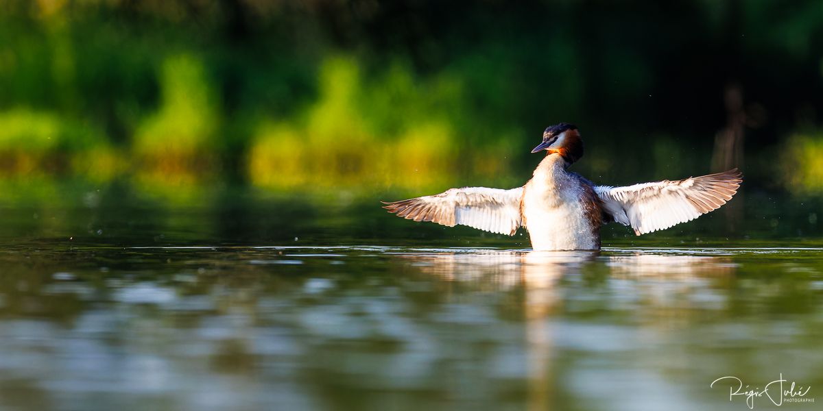 Dombes : Paradis des oiseaux