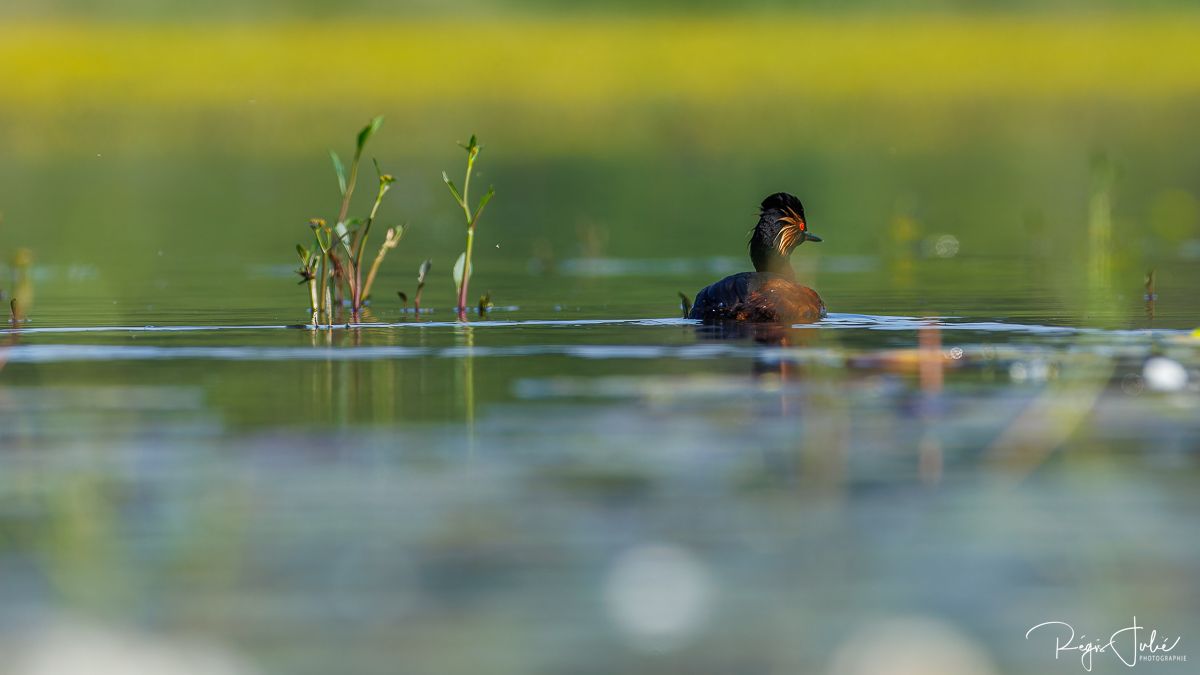 Dombes : Paradis des oiseaux