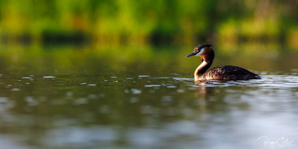 Dombes : Paradis des oiseaux