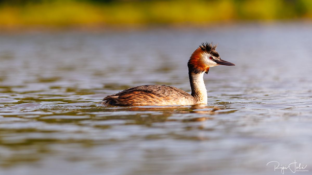 Dombes : Paradis des oiseaux