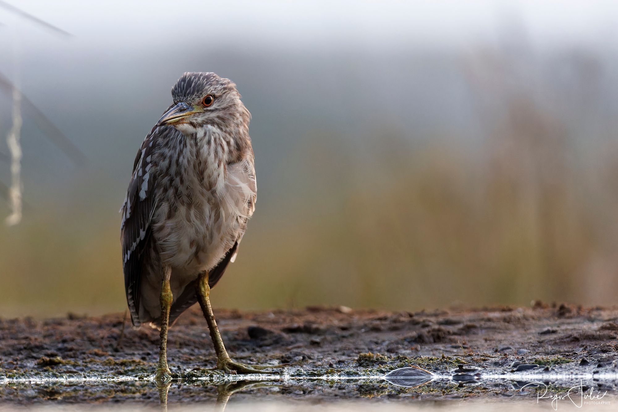 Zimanga : Les oiseaux