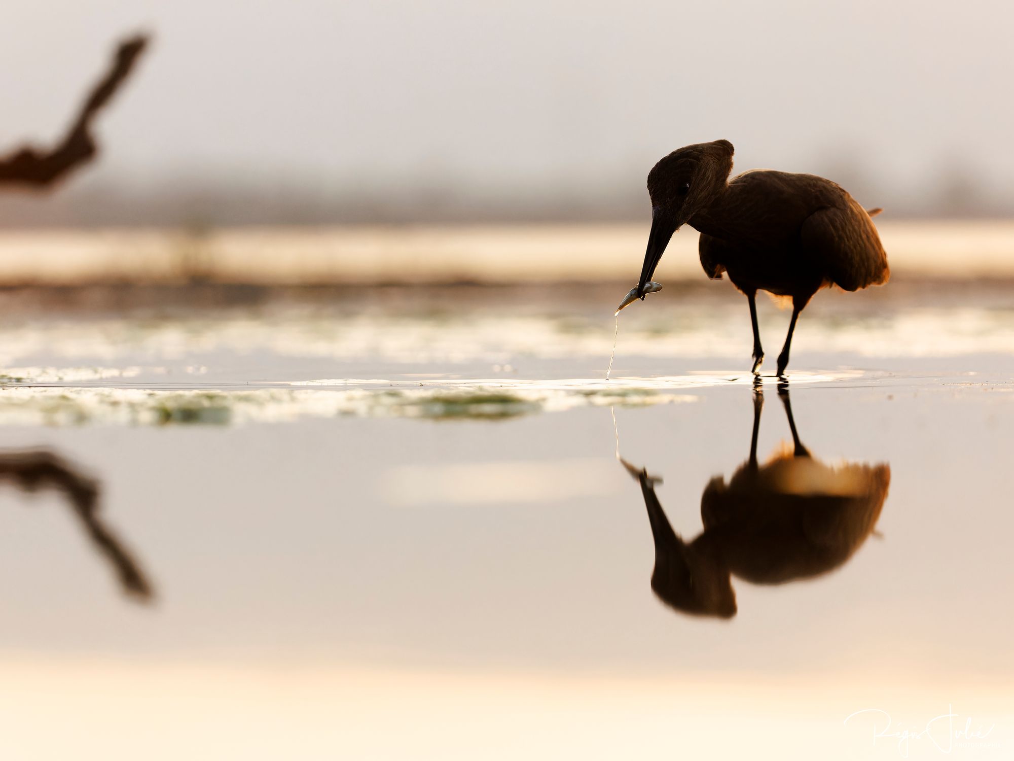 Zimanga : Les oiseaux