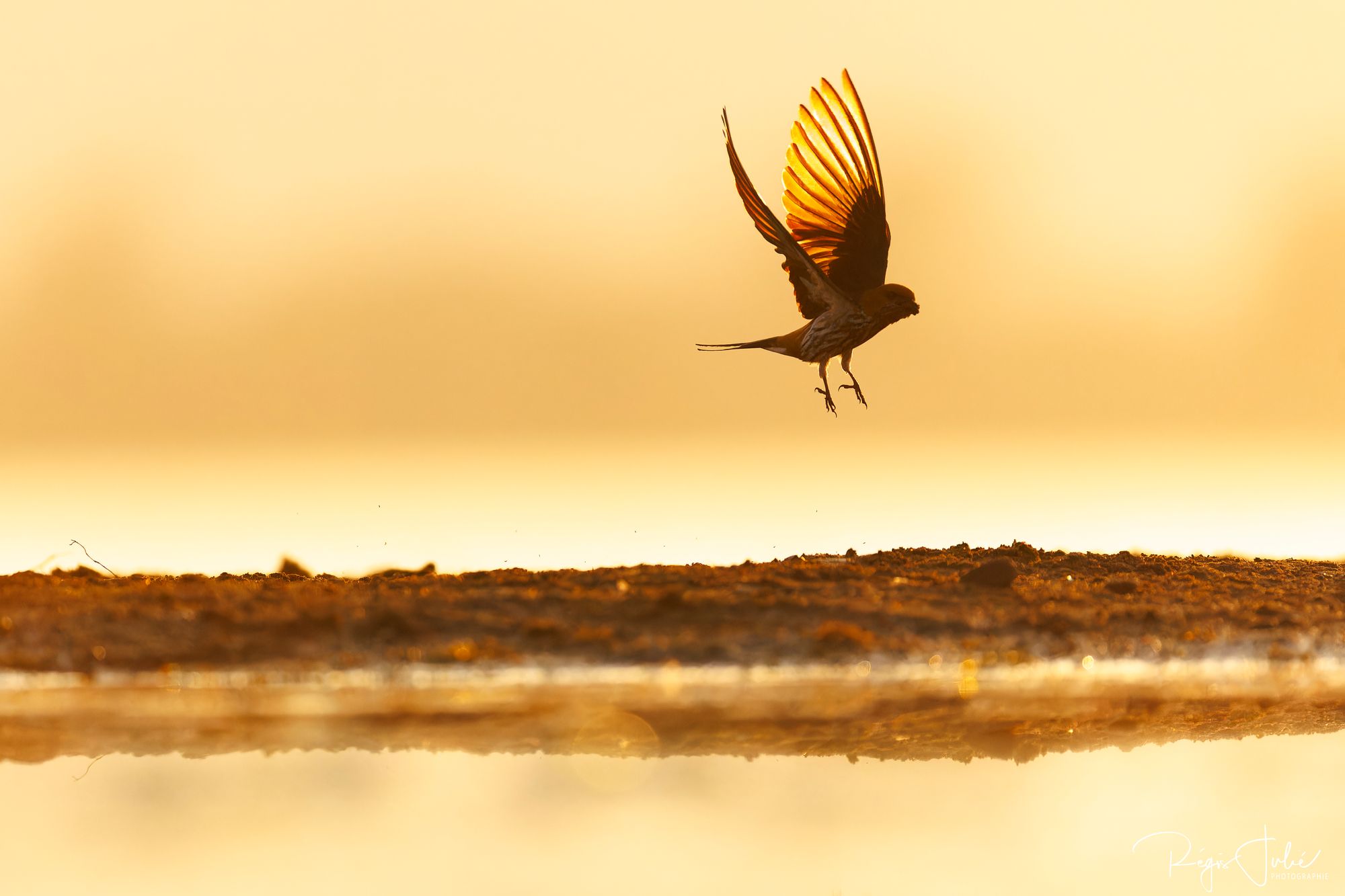 Zimanga : Les oiseaux