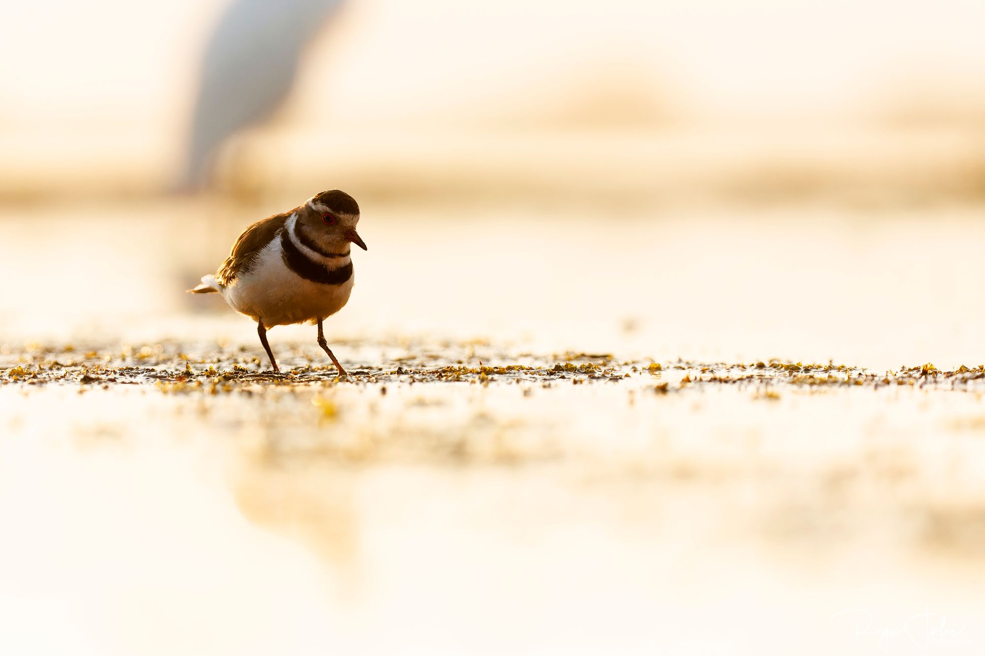 Zimanga : Les oiseaux