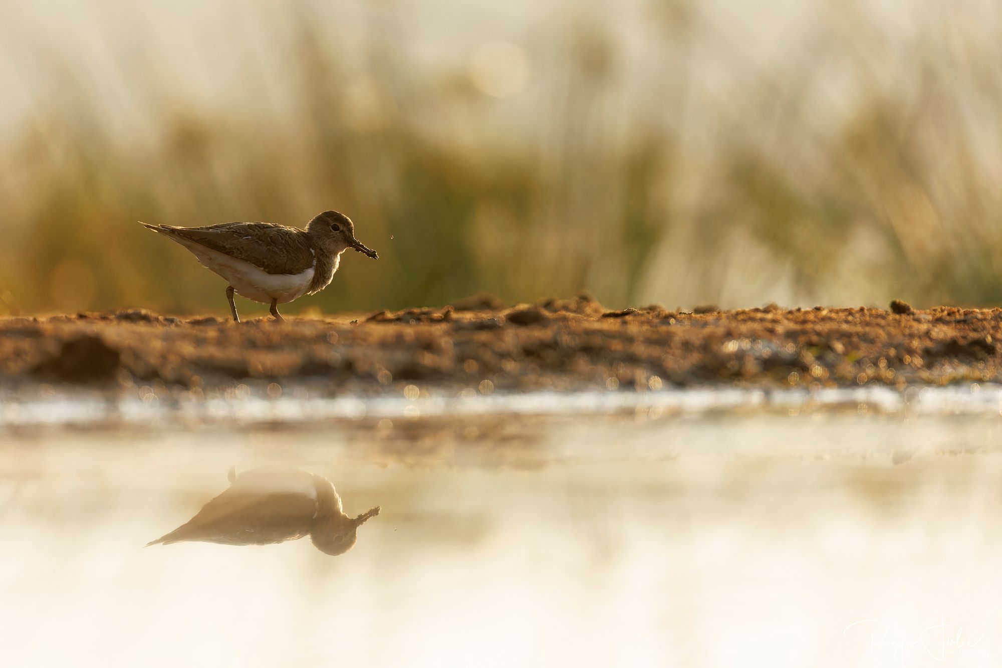 Zimanga : Les oiseaux