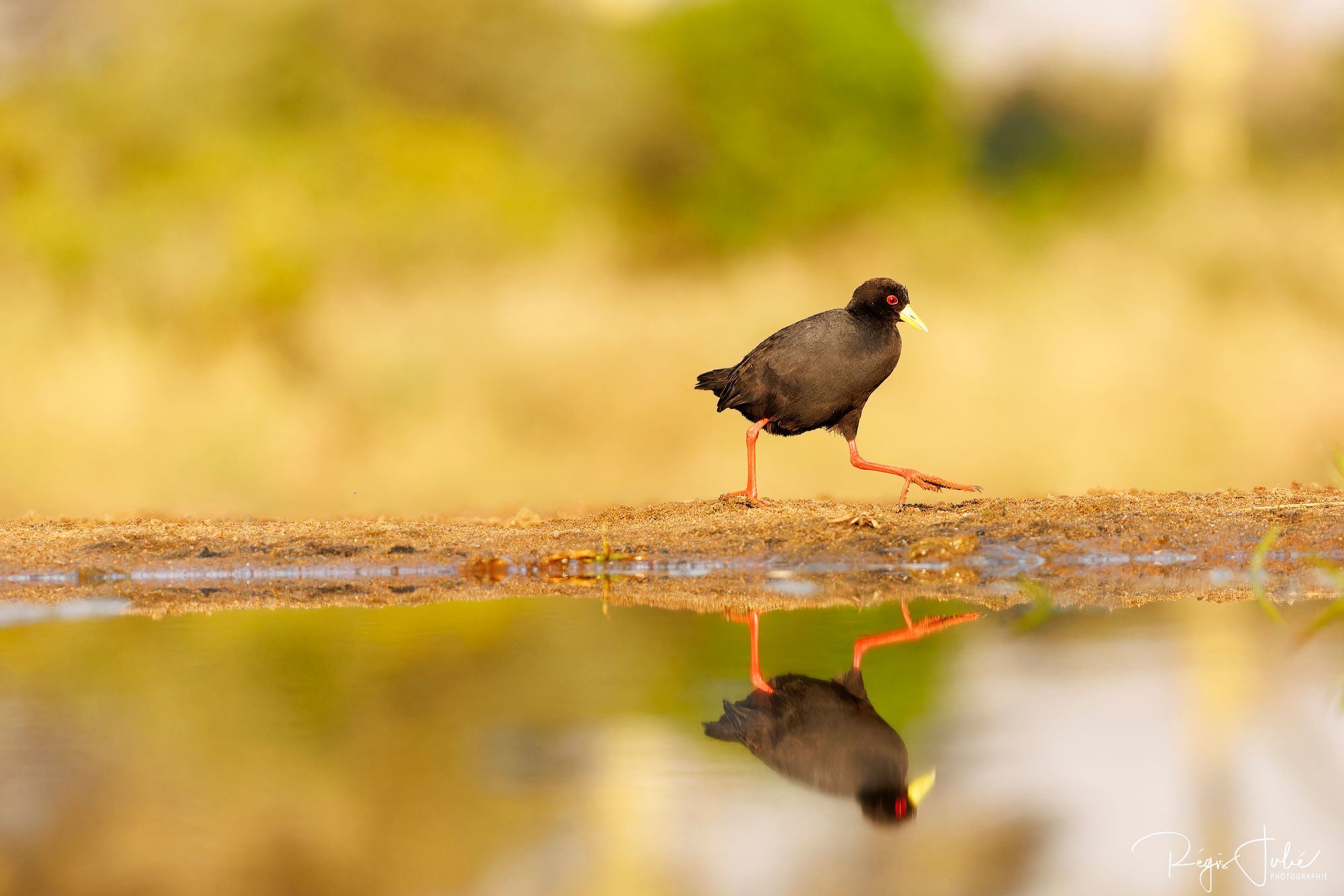 Zimanga : Les oiseaux