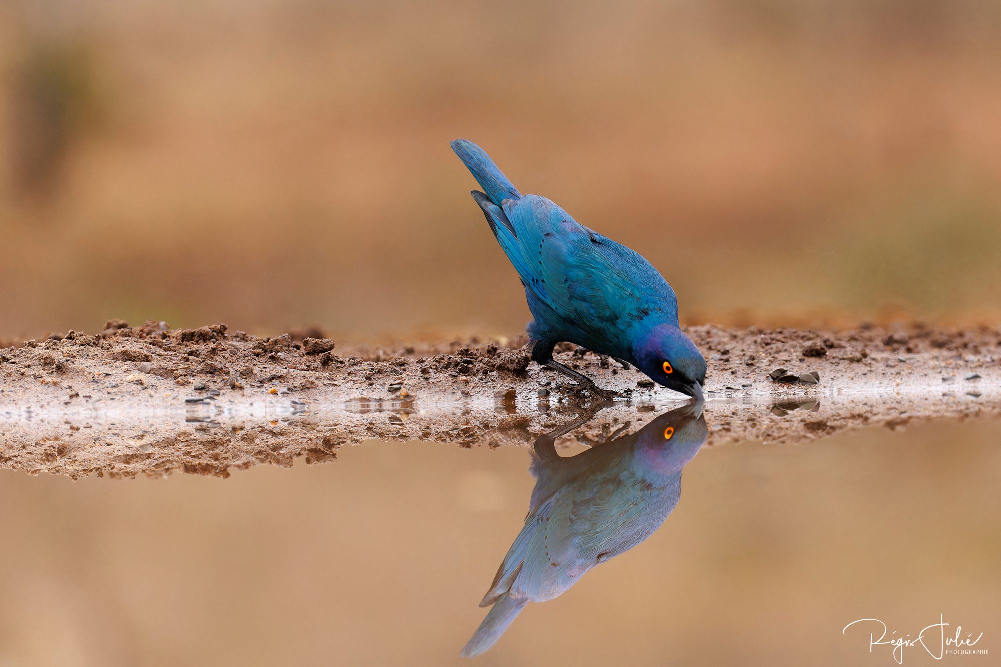 Zimanga : Les oiseaux