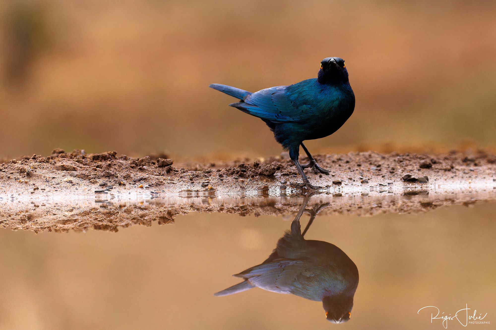 Zimanga : Les oiseaux