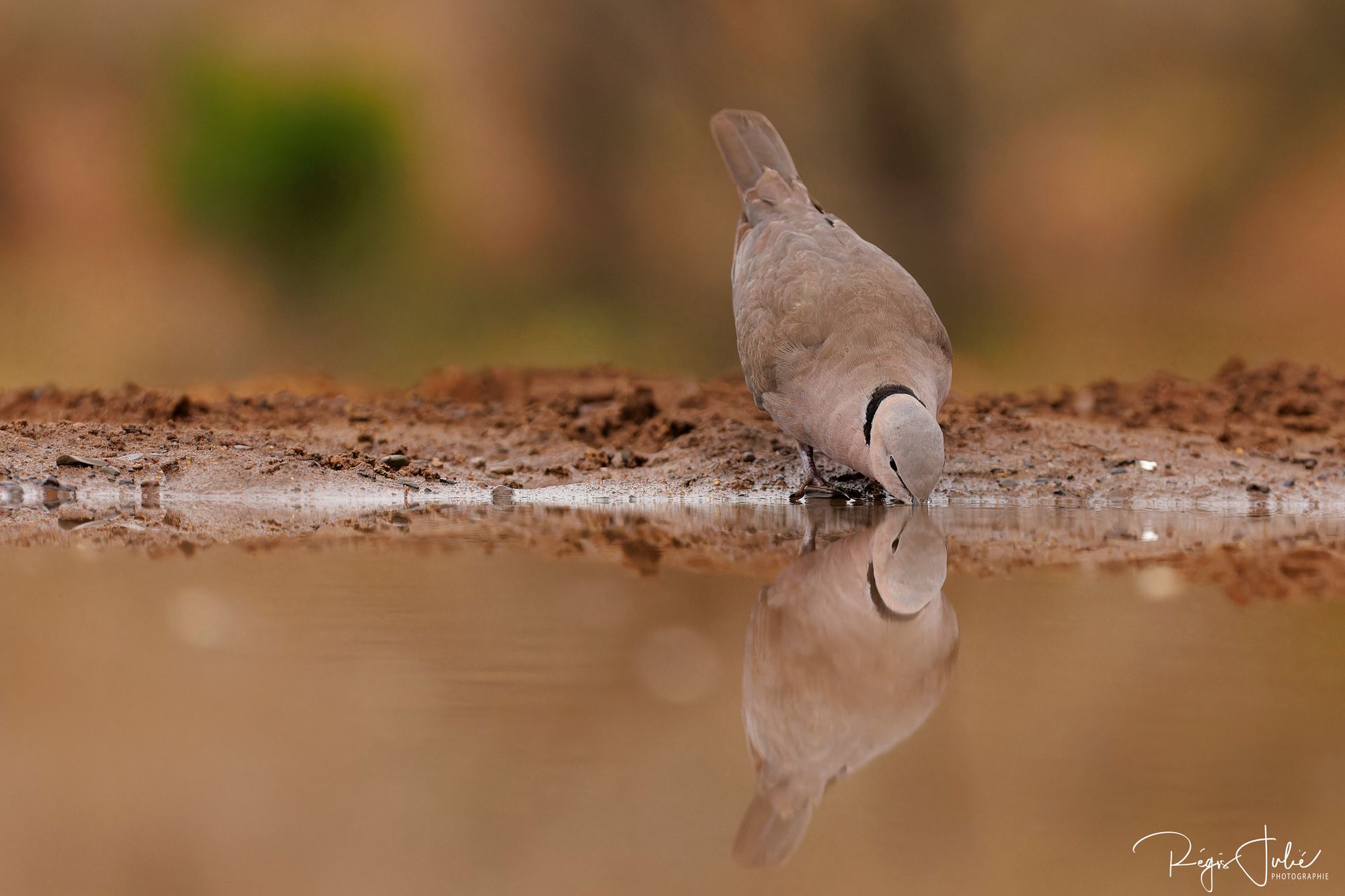 Zimanga : Les oiseaux