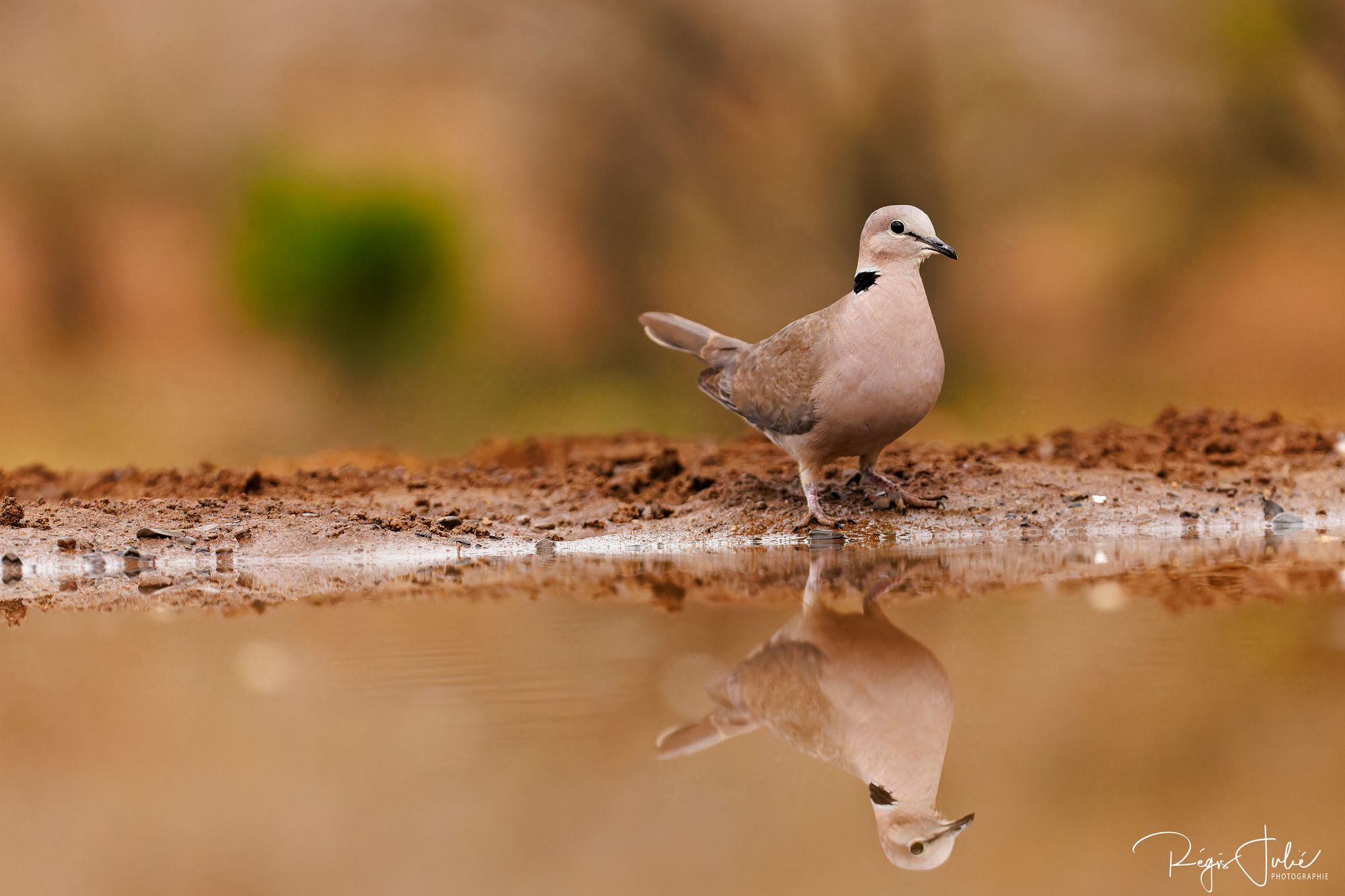 Zimanga : Les oiseaux